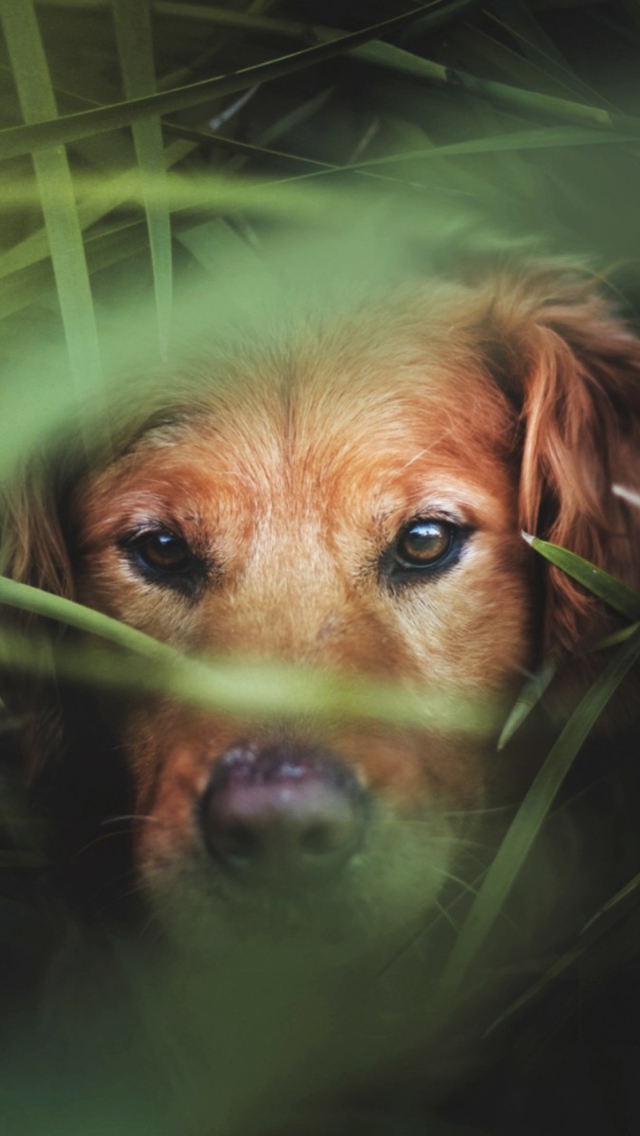 Dog In Grass wallpaper 640x1136