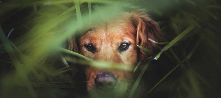 Das Dog In Grass Wallpaper 720x320