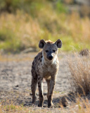 Hyena wallpaper 128x160