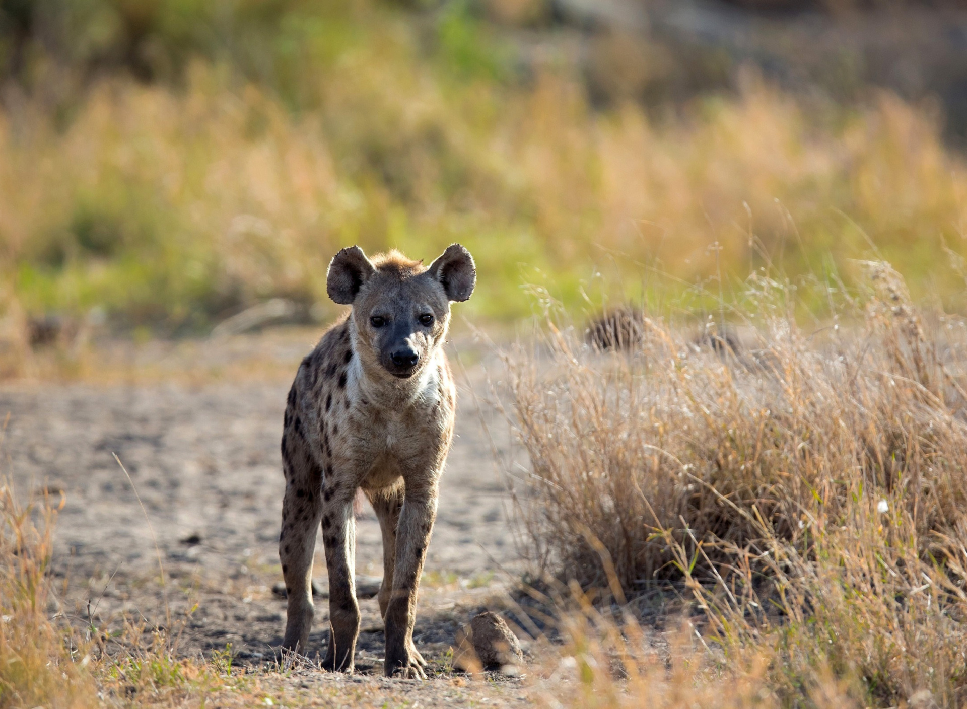 Fondo de pantalla Hyena 1920x1408