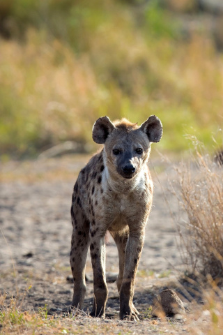 Fondo de pantalla Hyena 320x480