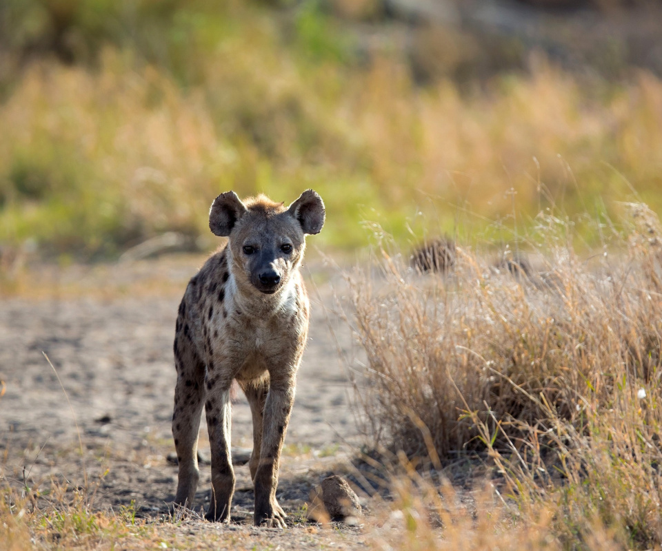 Fondo de pantalla Hyena 960x800