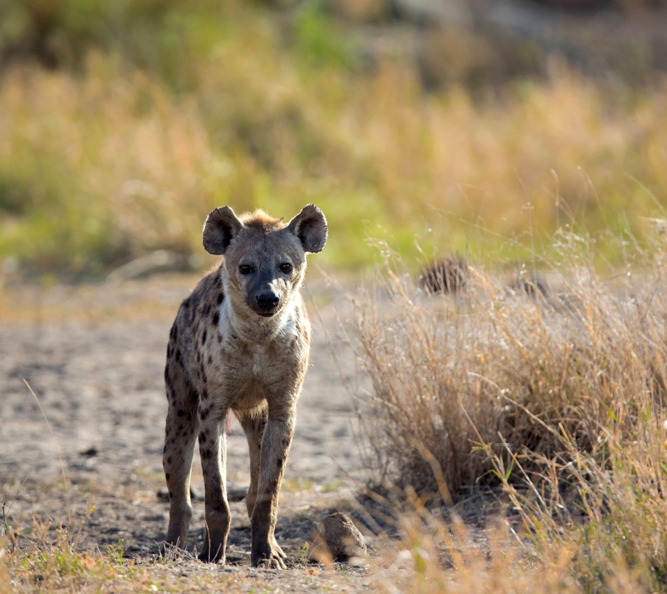 Fondo de pantalla Hyena 960x854