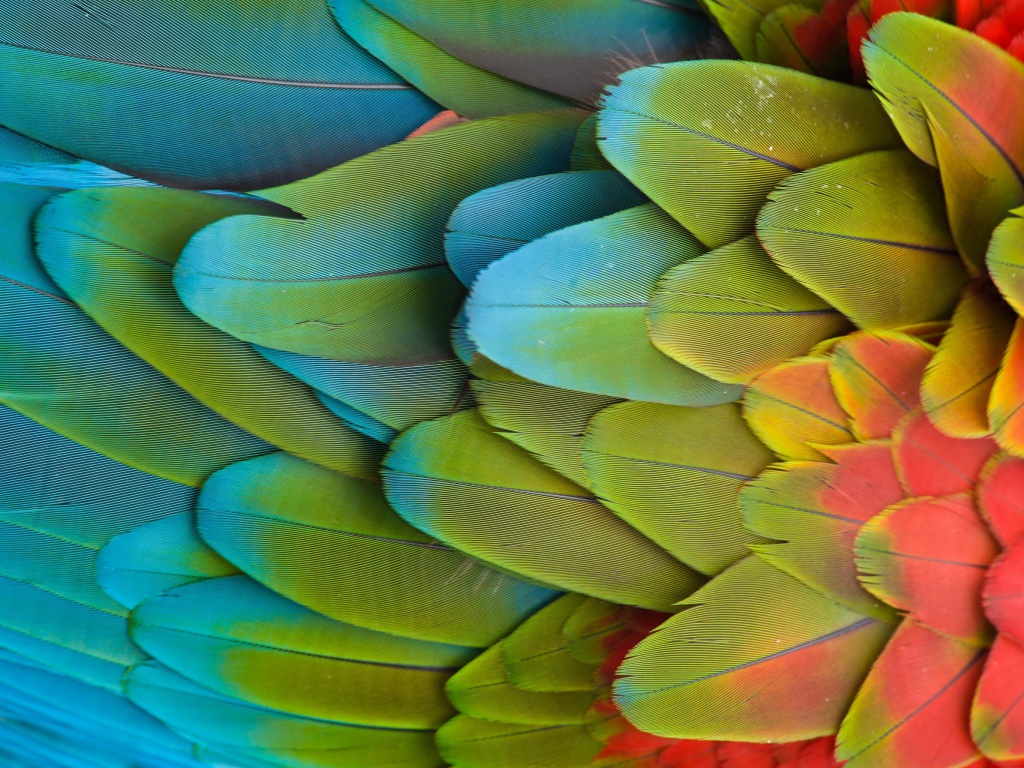 Parrot Pattern screenshot #1 1024x768