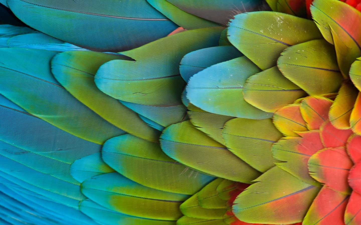Sfondi Parrot Pattern 1440x900