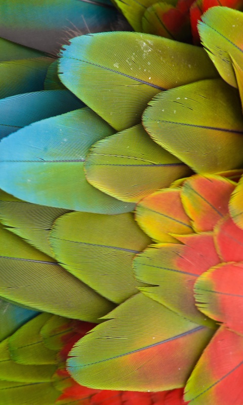 Parrot Pattern wallpaper 480x800