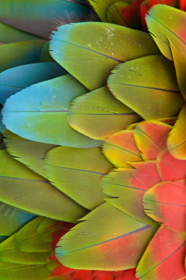 Parrot Pattern screenshot #1 640x960