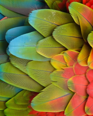 Parrot Pattern - Obrázkek zdarma pro 132x176
