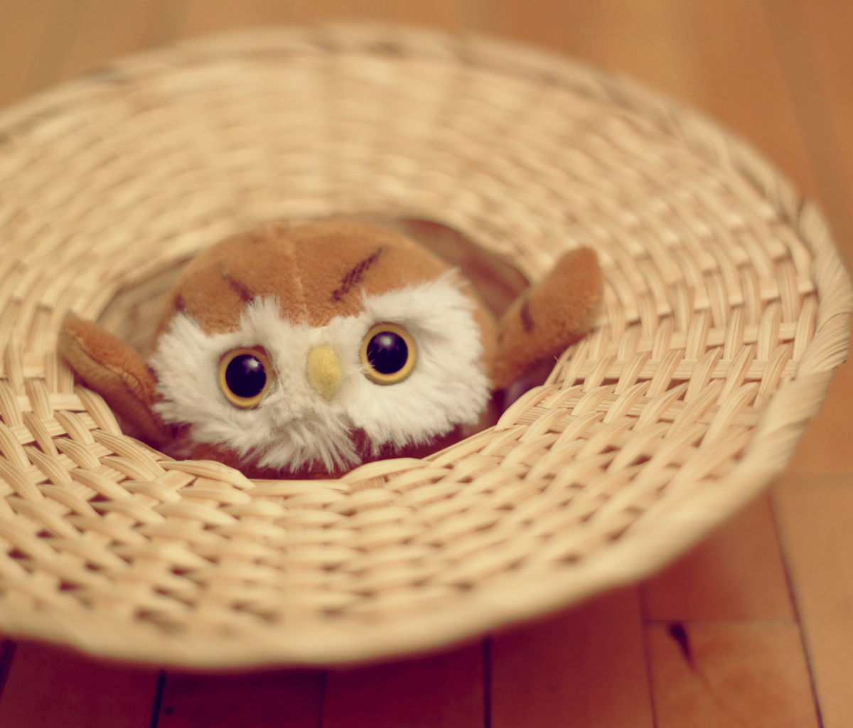 Das Cute Toy Owl Wallpaper 1200x1024