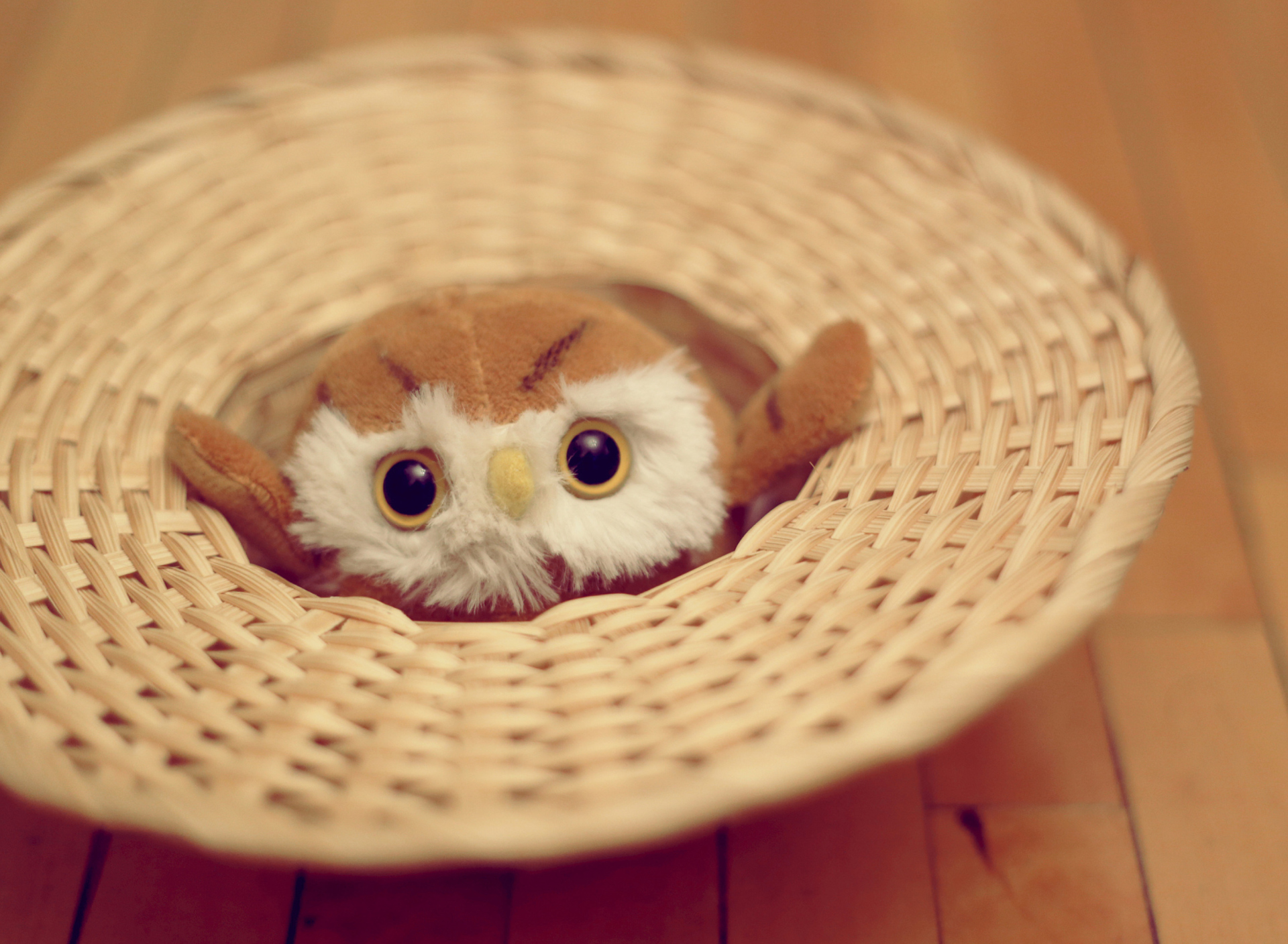 Cute Toy Owl wallpaper 1920x1408