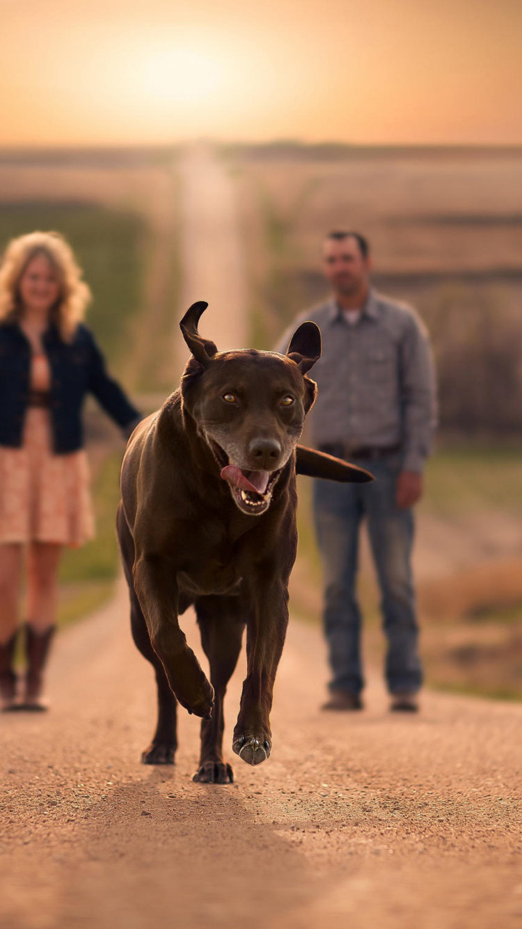 Fondo de pantalla Happy Dog Run 750x1334