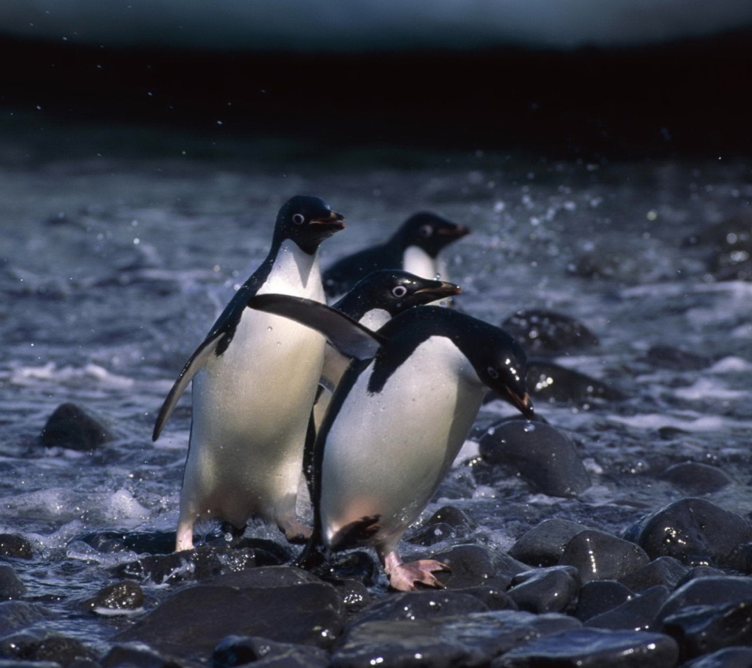 Обои Penguins 1080x960