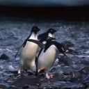 Sfondi Penguins 128x128