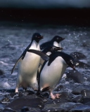 Fondo de pantalla Penguins 128x160