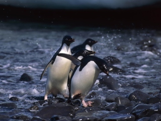 Обои Penguins 320x240