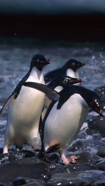 Penguins screenshot #1 360x640