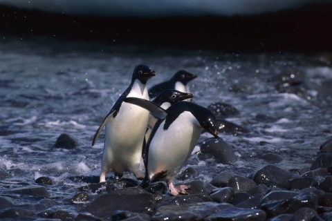 Penguins screenshot #1 480x320