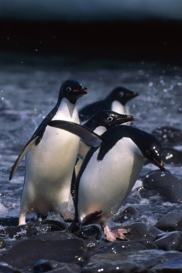 Sfondi Penguins 640x960