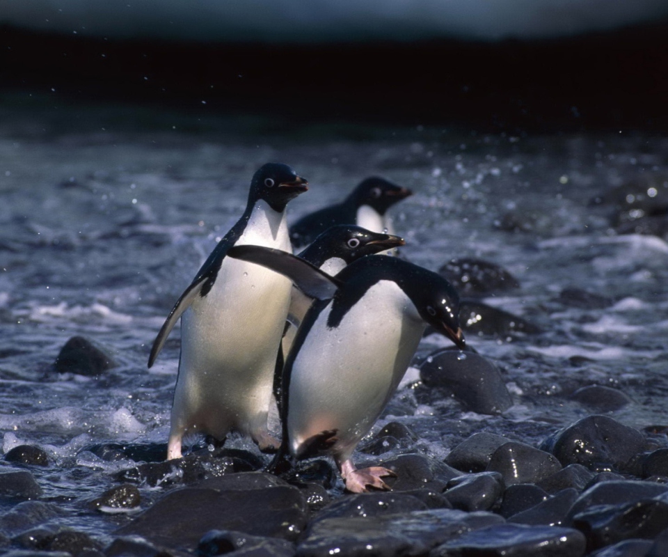 Penguins screenshot #1 960x800