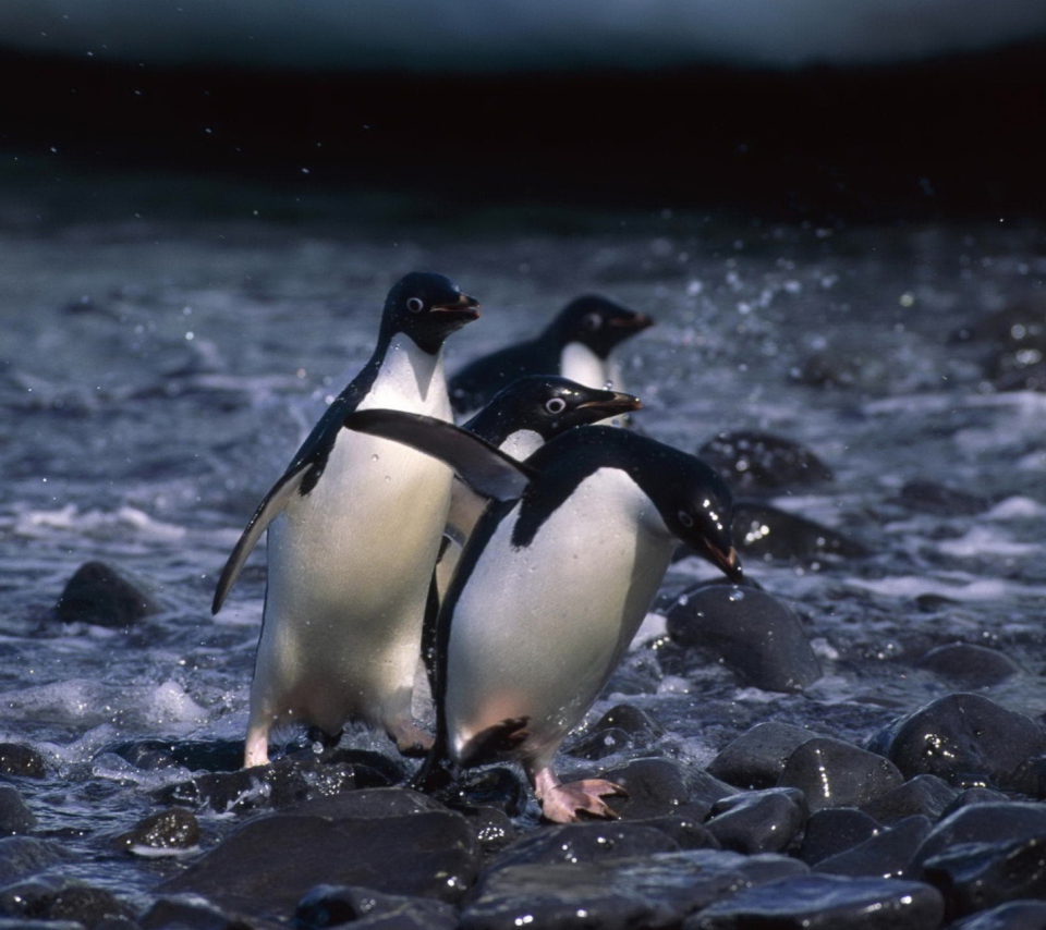 Sfondi Penguins 960x854