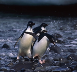 Penguins - Obrázkek zdarma pro 128x128