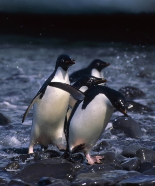 Penguins - Obrázkek zdarma pro 320x480