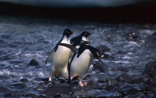 Penguins - Obrázkek zdarma pro Motorola DROID