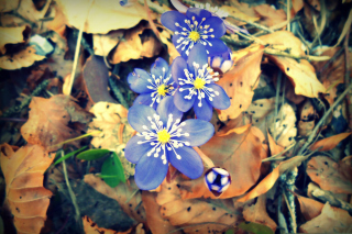Free Spring Is Waking Up Picture for Android, iPhone and iPad