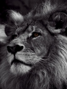 Black And White Lion screenshot #1 132x176