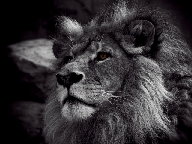 Обои Black And White Lion 640x480