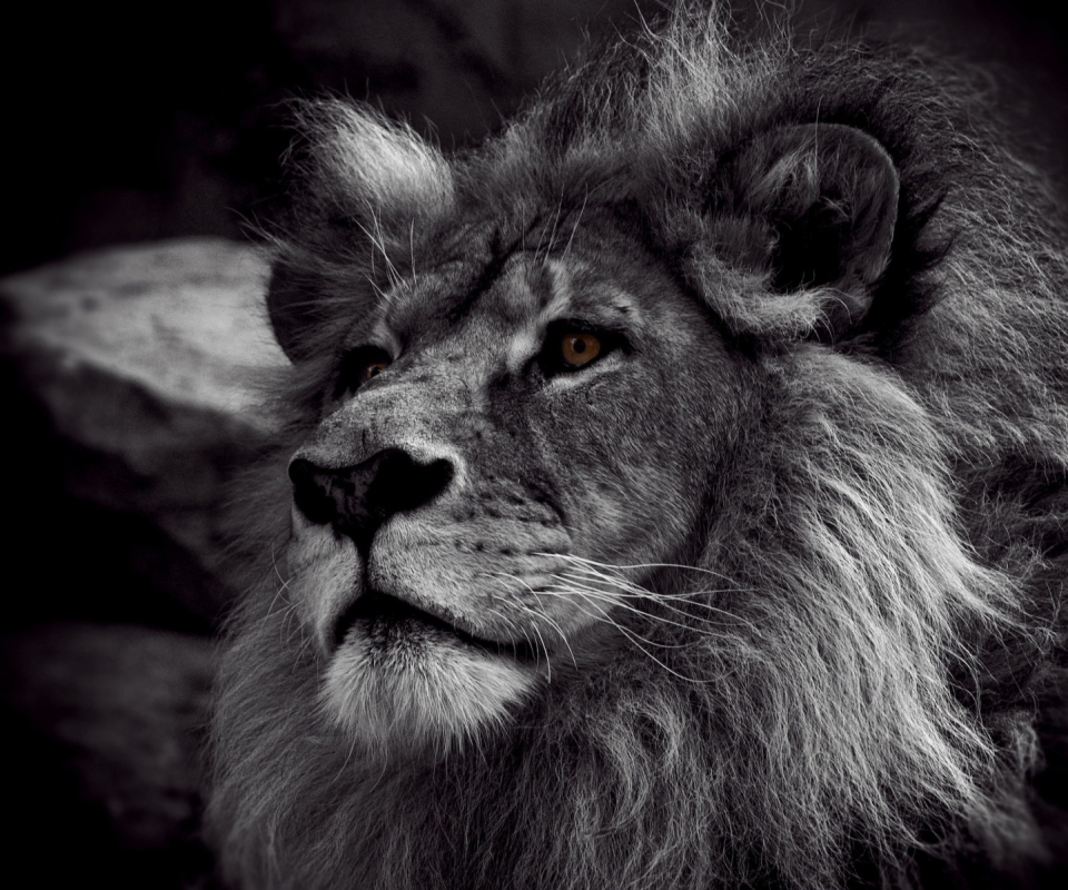 Fondo de pantalla Black And White Lion 960x800