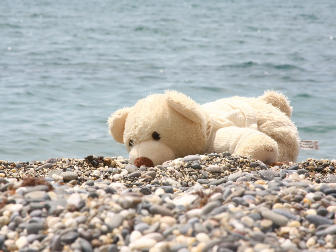 Обои White Teddy Forgotten On Beach 1280x960