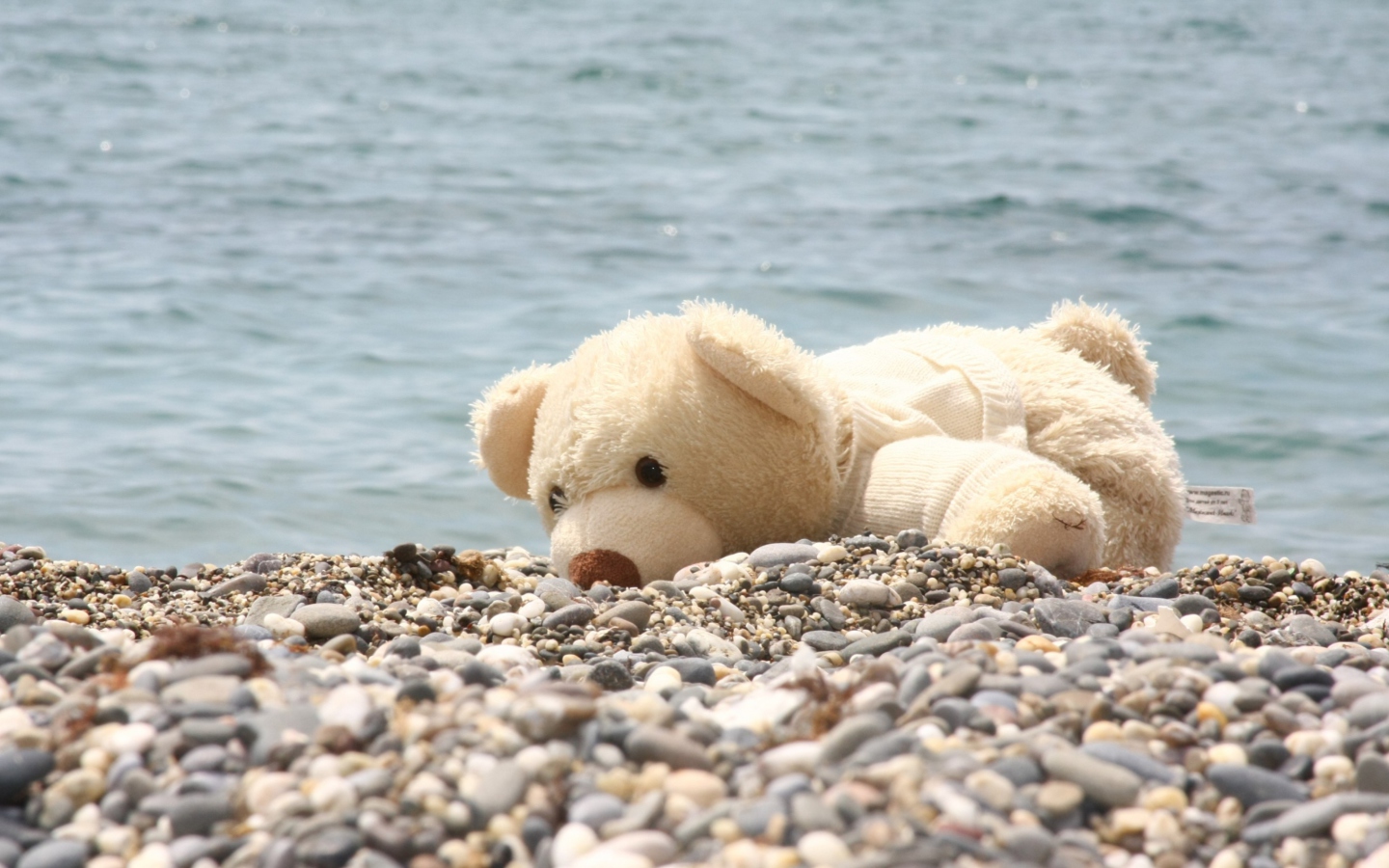 White Teddy Forgotten On Beach wallpaper 1440x900