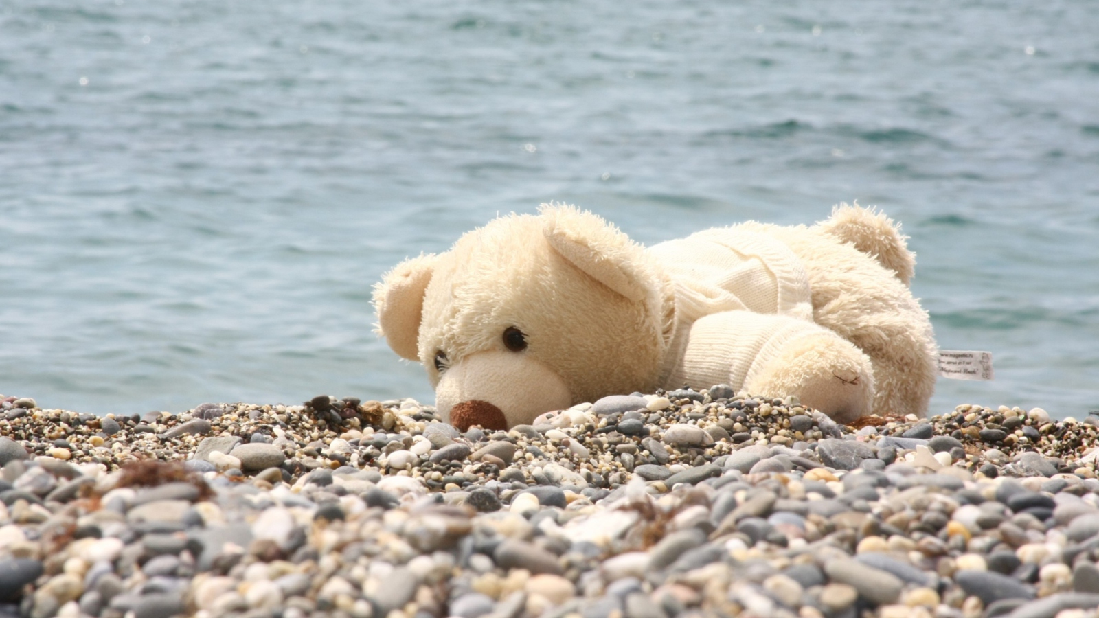 White Teddy Forgotten On Beach wallpaper 1600x900