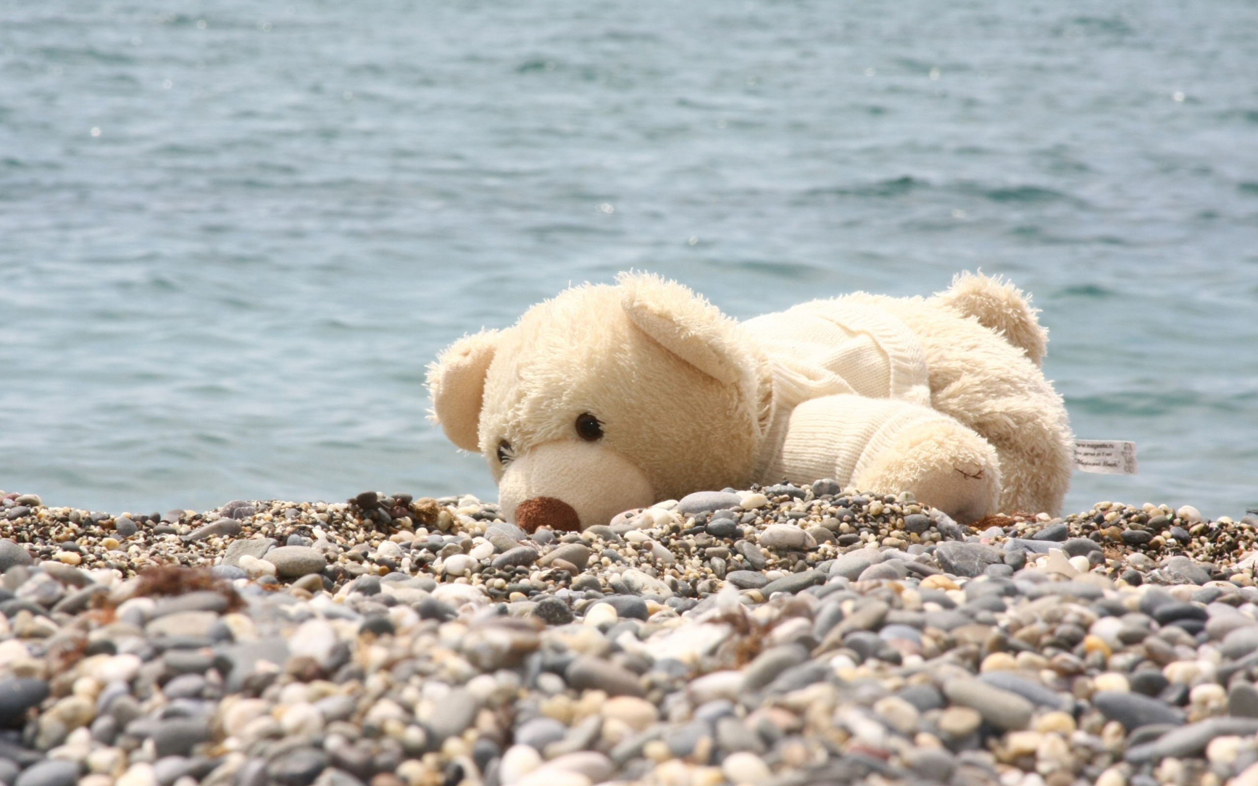 White Teddy Forgotten On Beach wallpaper 2560x1600