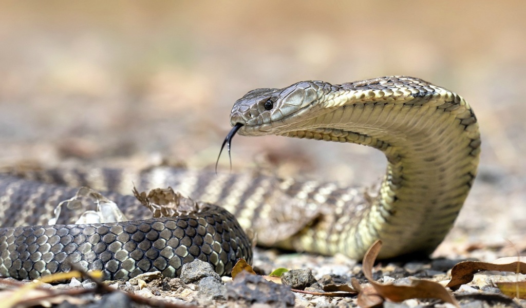 Обои Vipera berus Snake 1024x600