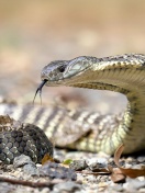 Sfondi Vipera berus Snake 132x176