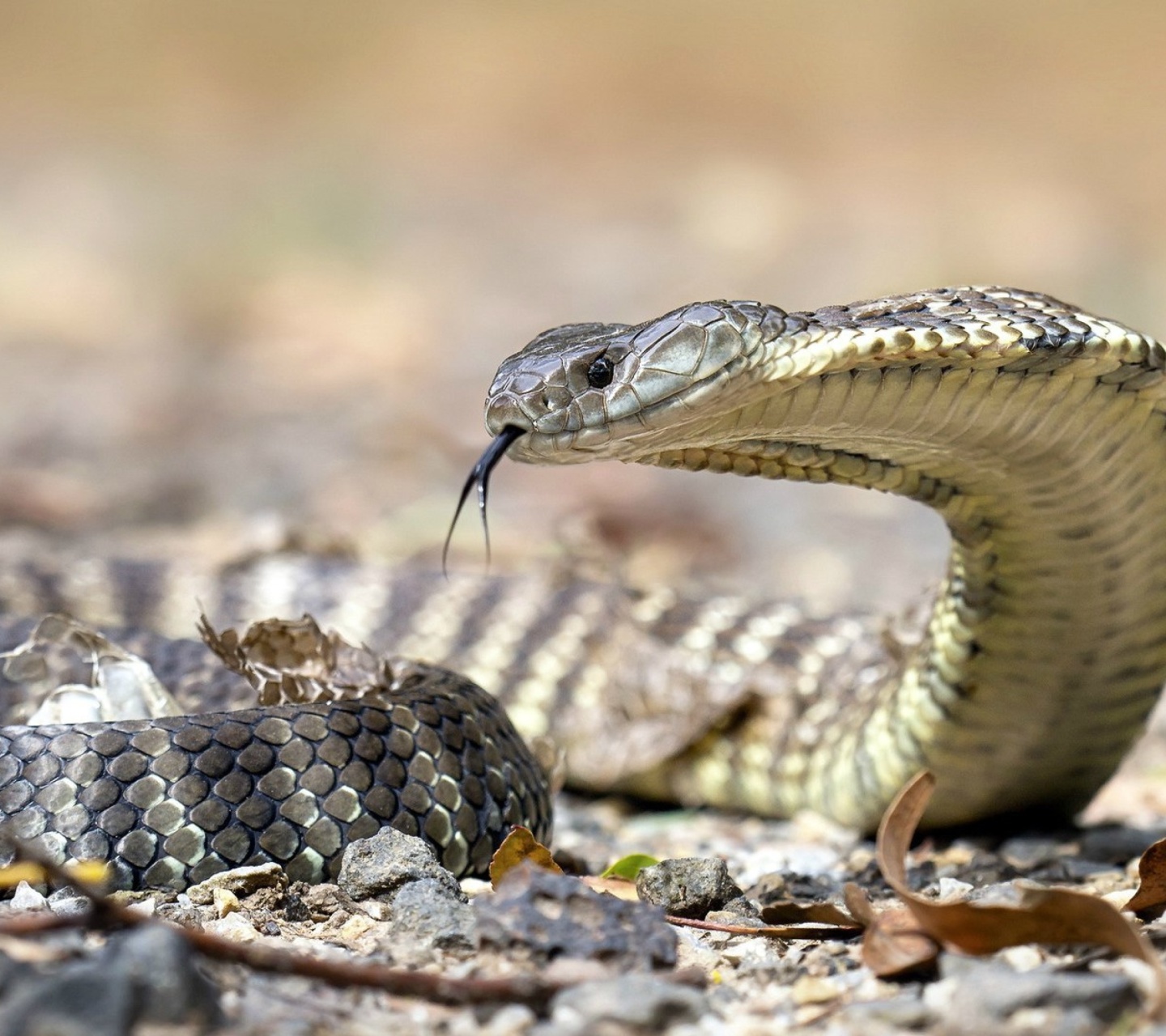 Fondo de pantalla Vipera berus Snake 1440x1280