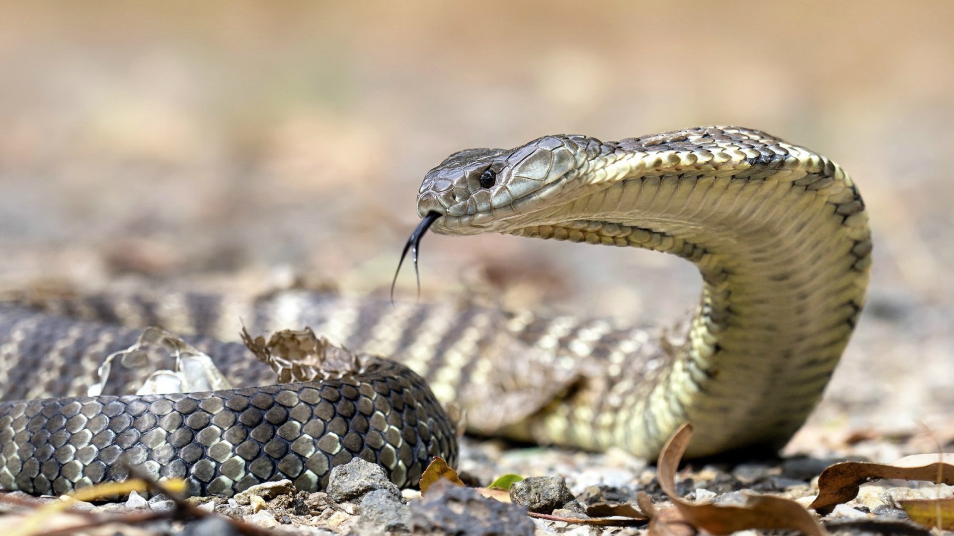 Vipera berus Snake wallpaper 1920x1080