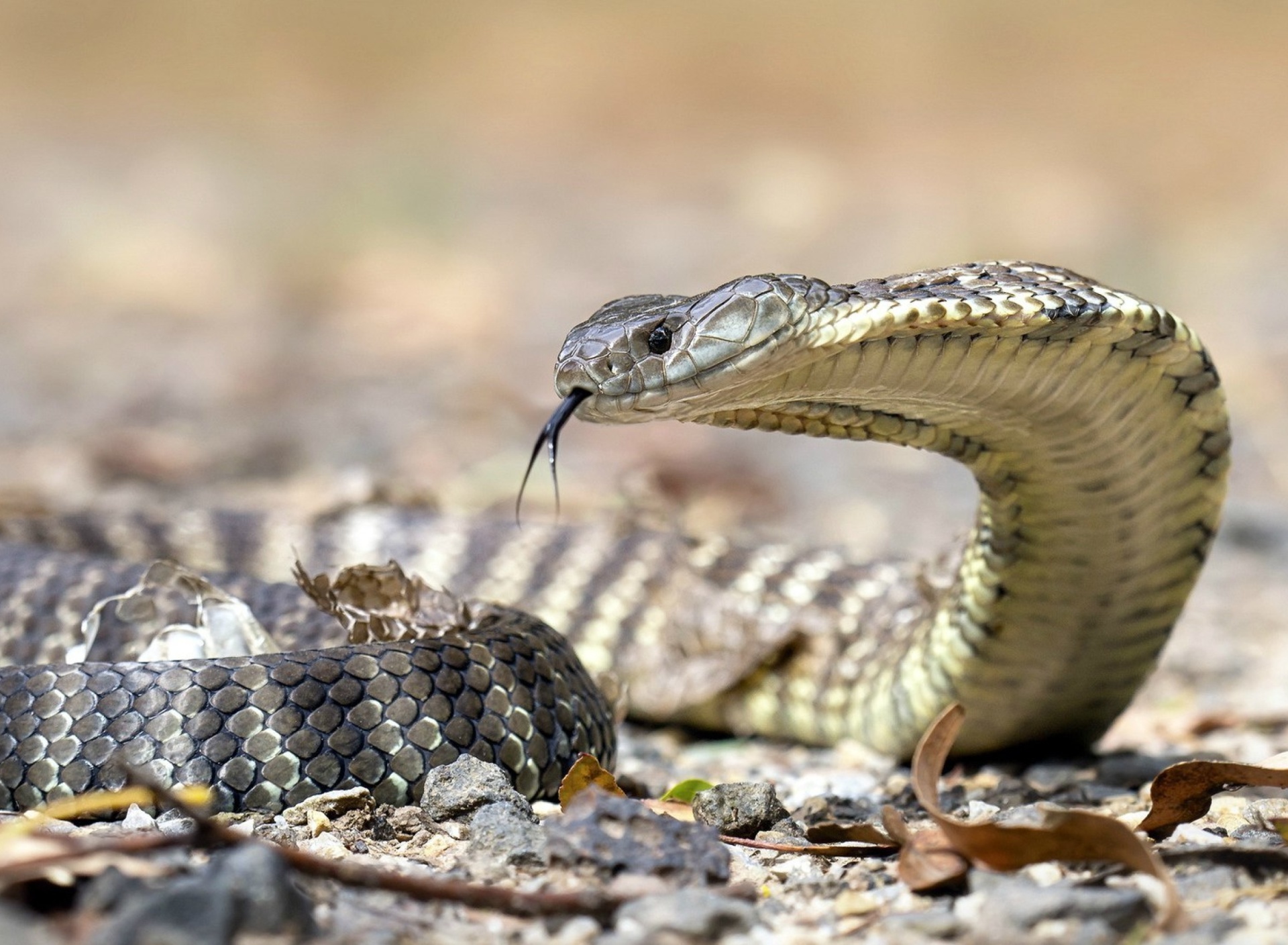 Обои Vipera berus Snake 1920x1408