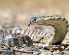 Sfondi Vipera berus Snake 220x176