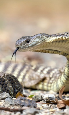 Обои Vipera berus Snake 240x400
