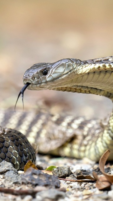 Vipera berus Snake wallpaper 360x640