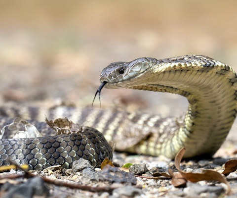 Fondo de pantalla Vipera berus Snake 480x400