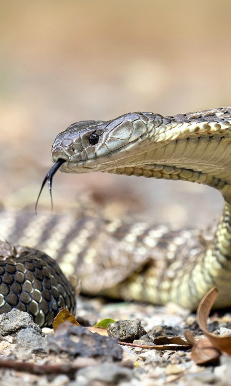 Vipera berus Snake wallpaper 768x1280