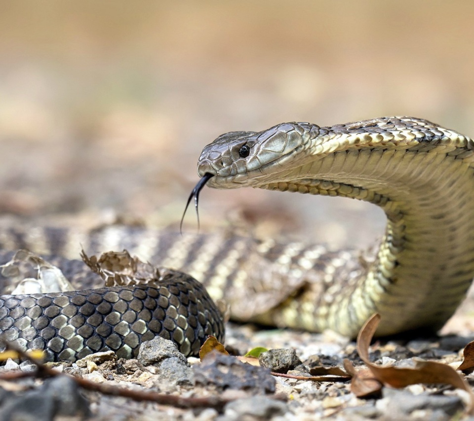 Обои Vipera berus Snake 960x854