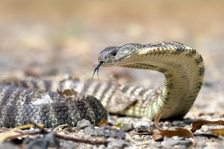 Free Vipera berus Snake Picture for Android, iPhone and iPad