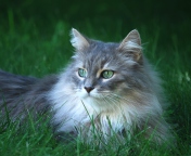 Fluffy Cat wallpaper 176x144