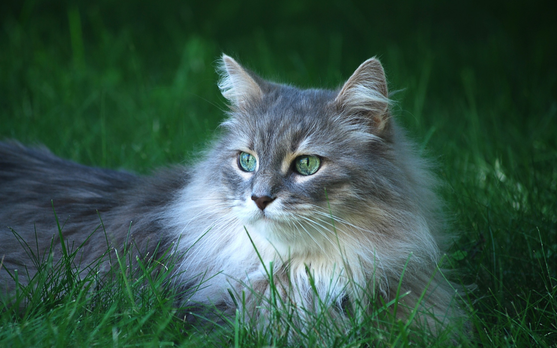 fluffy cat wallpaper widescreen