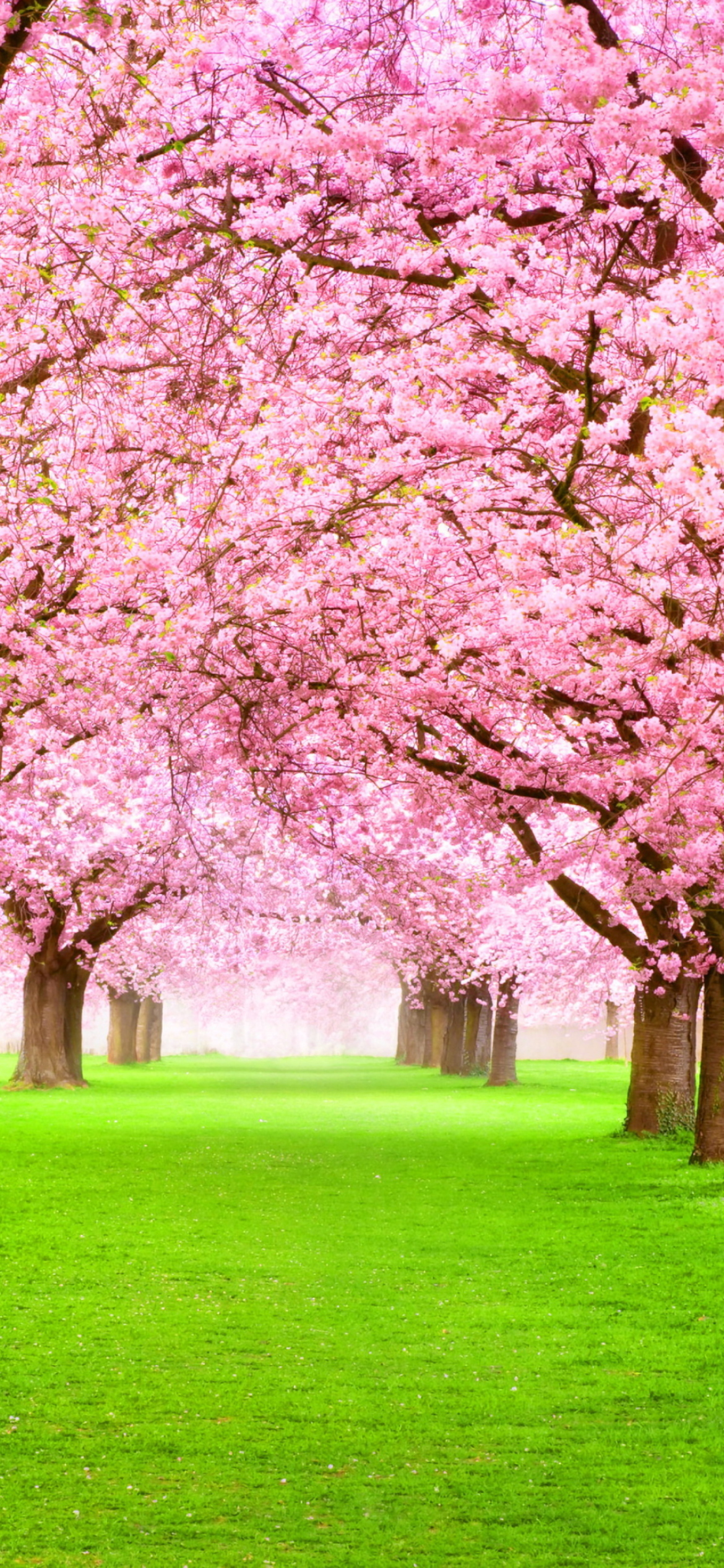 Sakura Park wallpaper 1170x2532